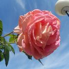 Rose Andalucía