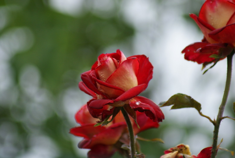 rose aprés la pluie