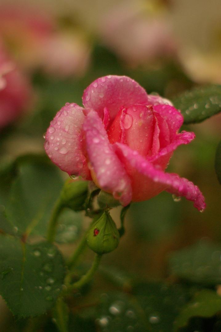 rose après la pluie