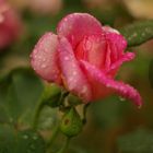 rose après la pluie