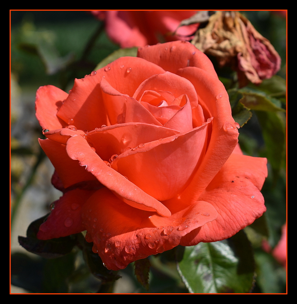 rose après la pluie