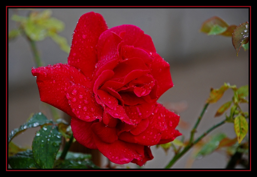 Rose après la pluie