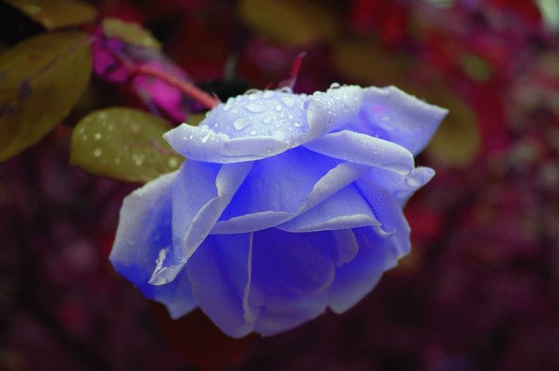 rose après la pluie