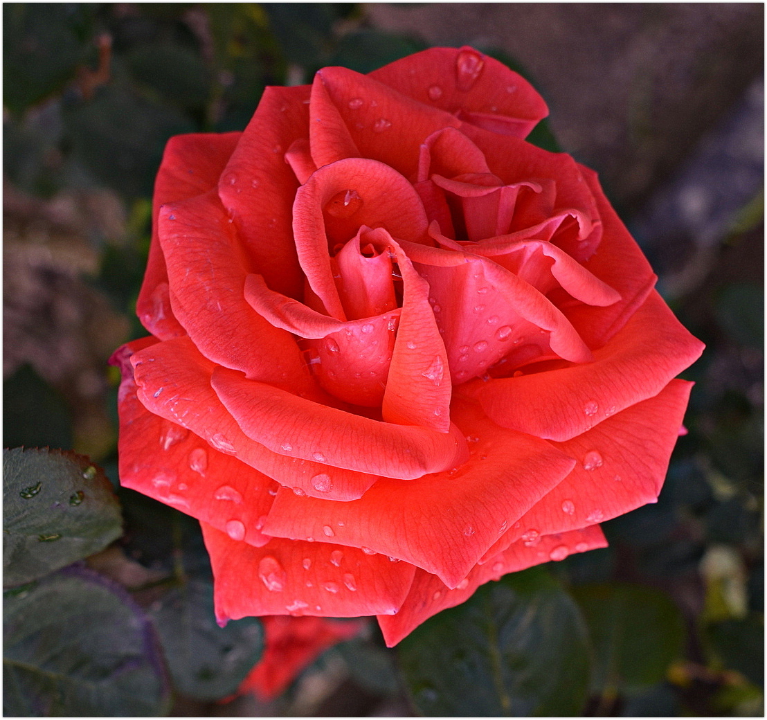 rose après la pluie