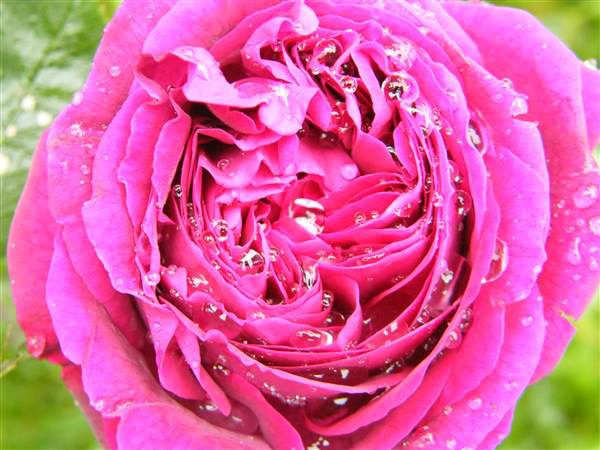 rose après la pluie