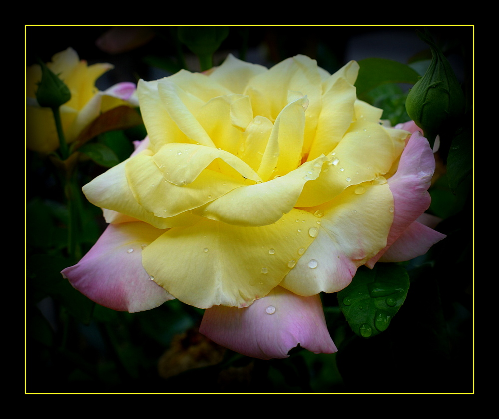 rose après la pluie