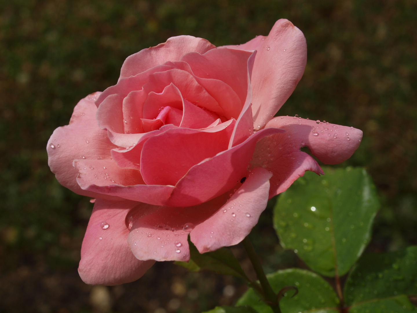 Rose après pluie