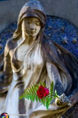 Rose at the Graveyard