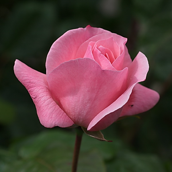 Rose au carré