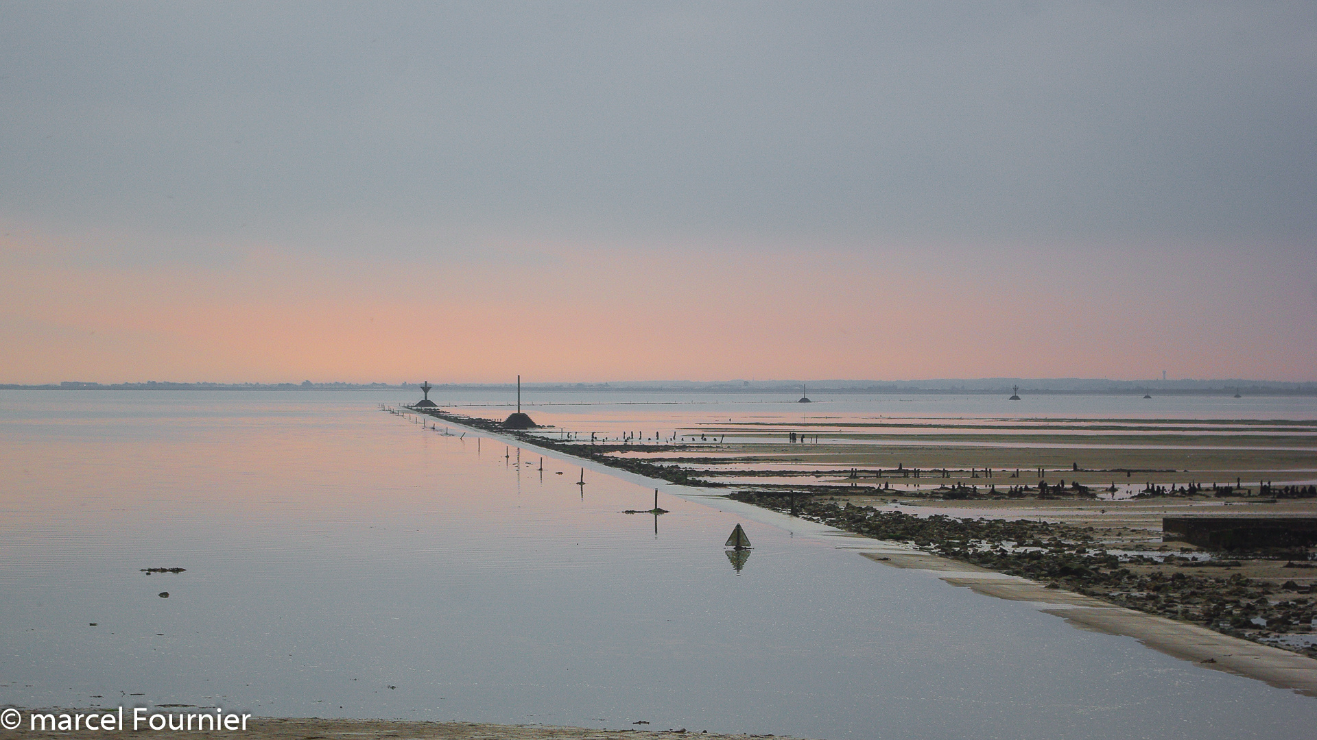 Rose au Gois.