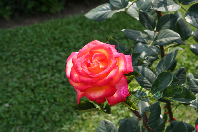 Rose au jardin de la Bagatelle