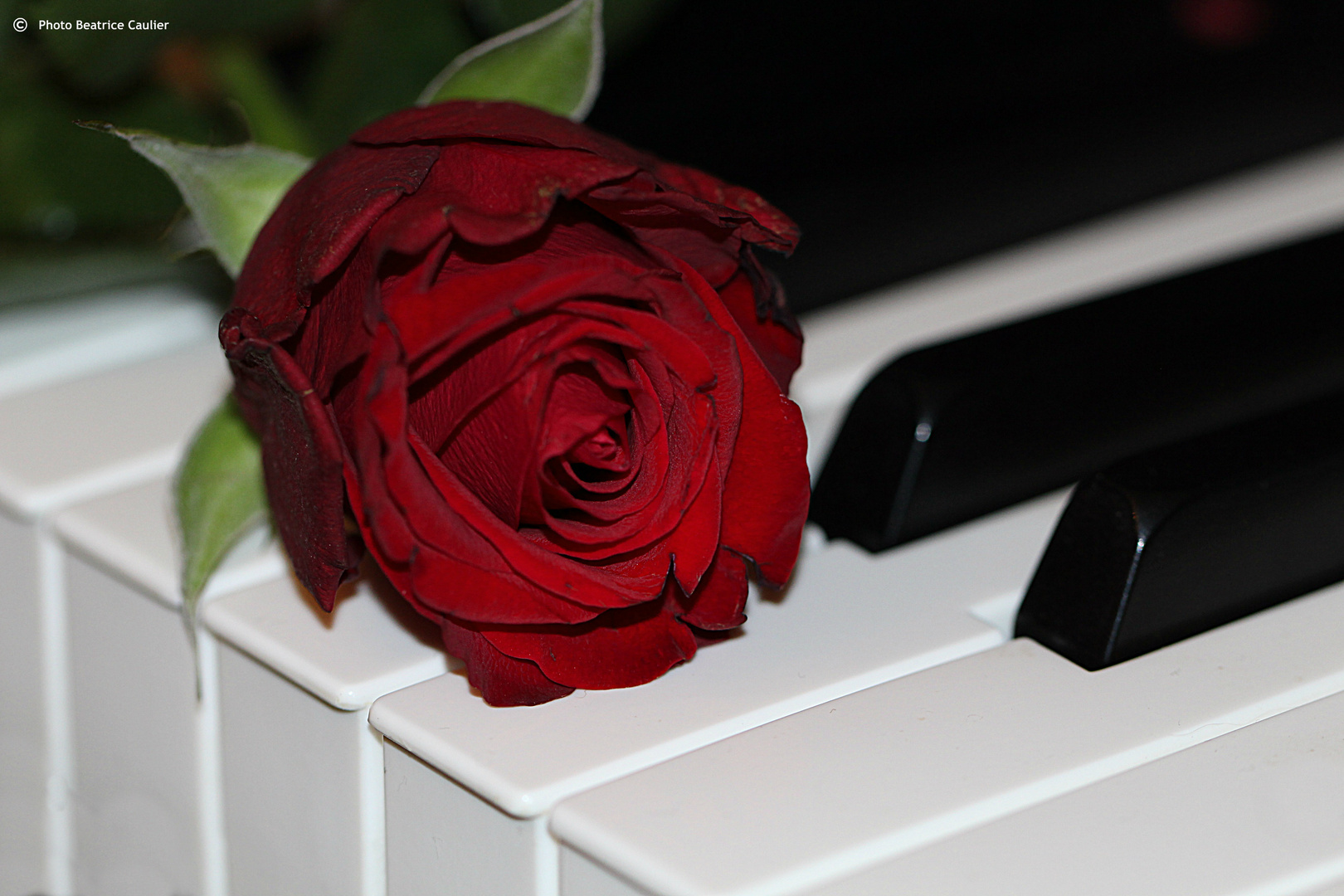 Rose au Piano