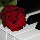 Rose au Piano