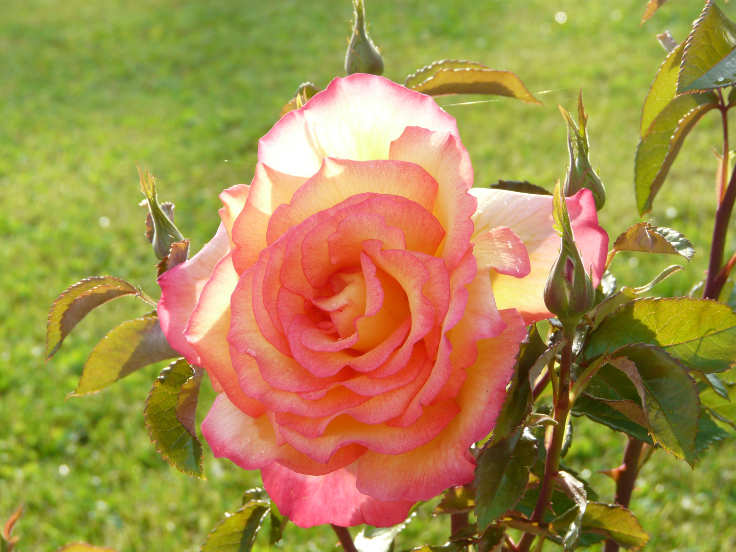 Rose au soleil du soir