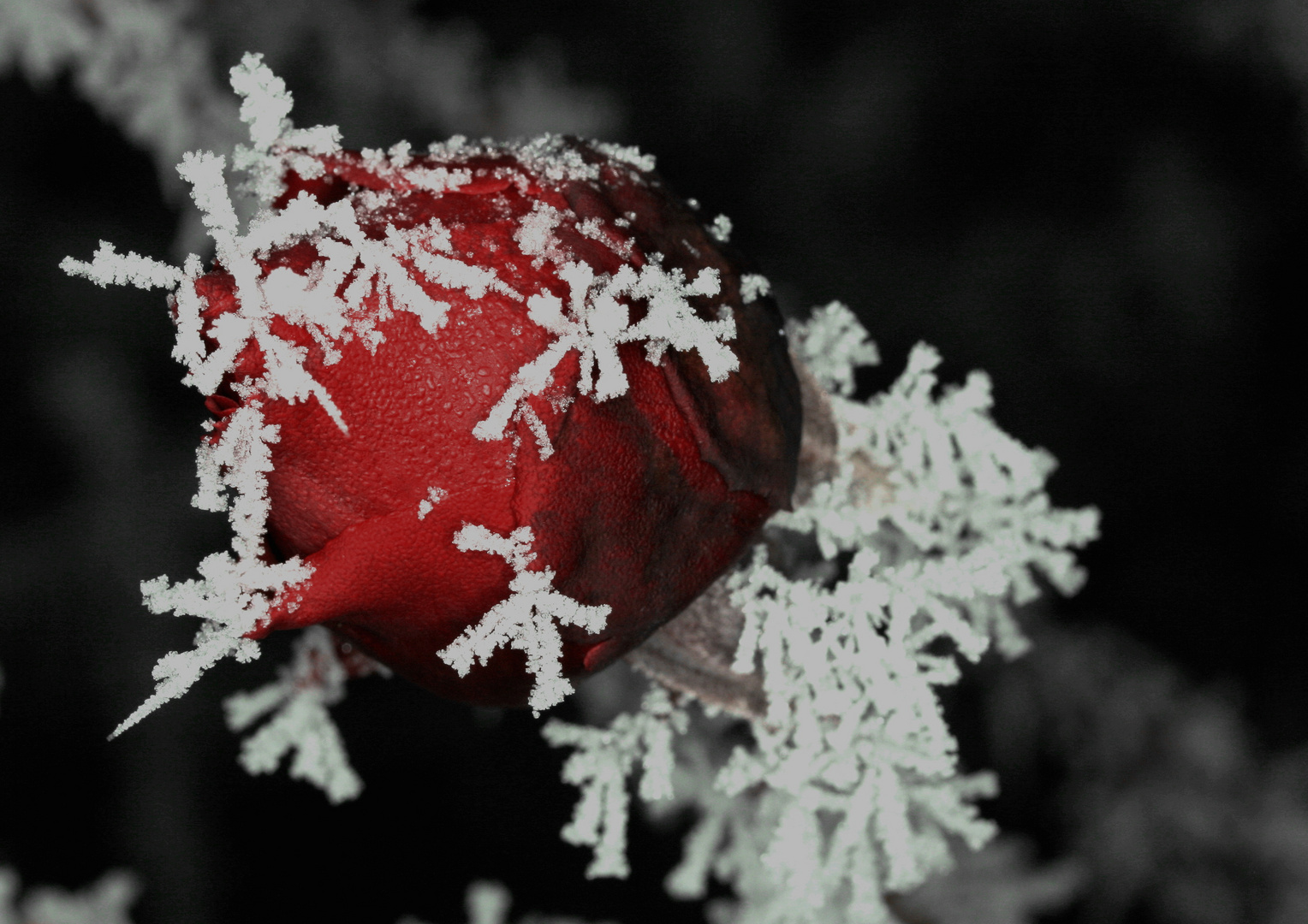 Rose - auch im Winter eine Schönheit