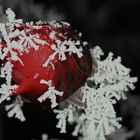 Rose - auch im Winter eine Schönheit