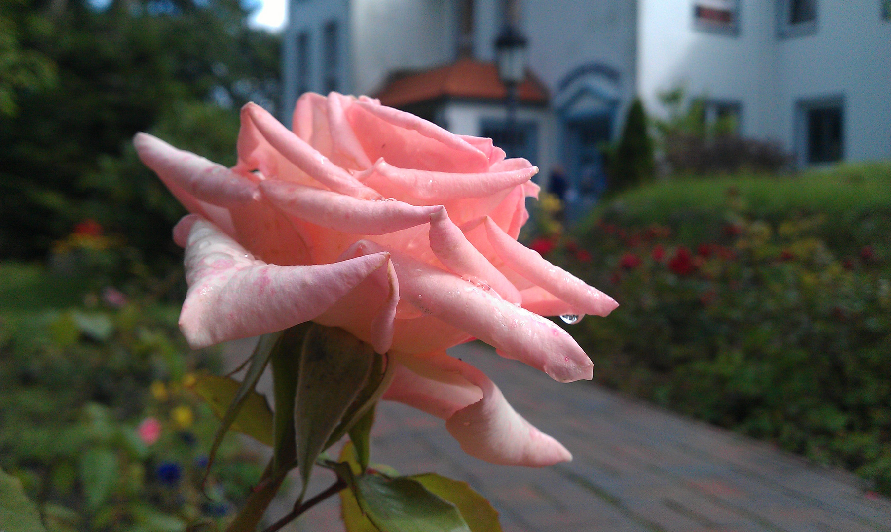 Rose auf Amrum