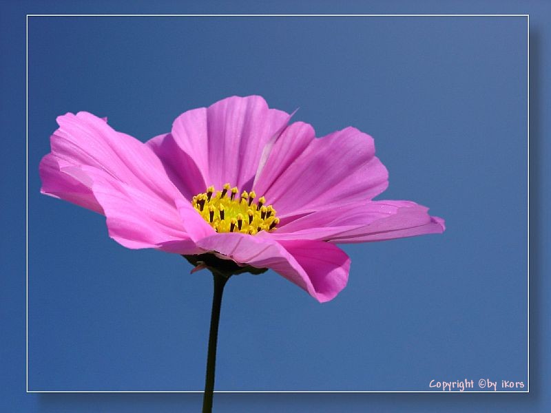 rosé auf blau