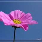 rosé auf blau