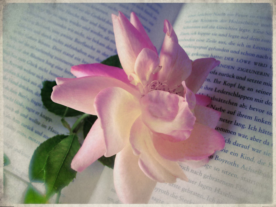 Rose auf Buch