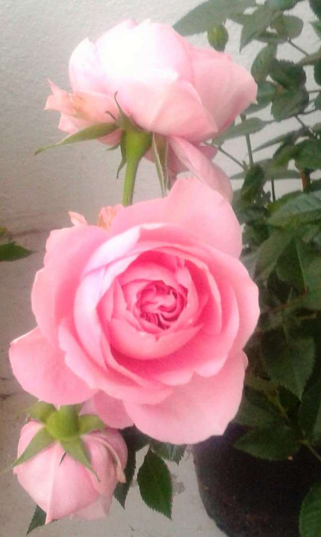 Rose auf dem Balkon 