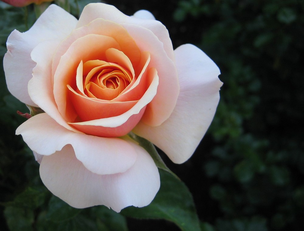 Rose auf der Landesgartenschau Wernigerode 2006