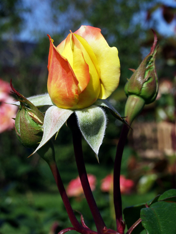 Rose auf der LGS Trier