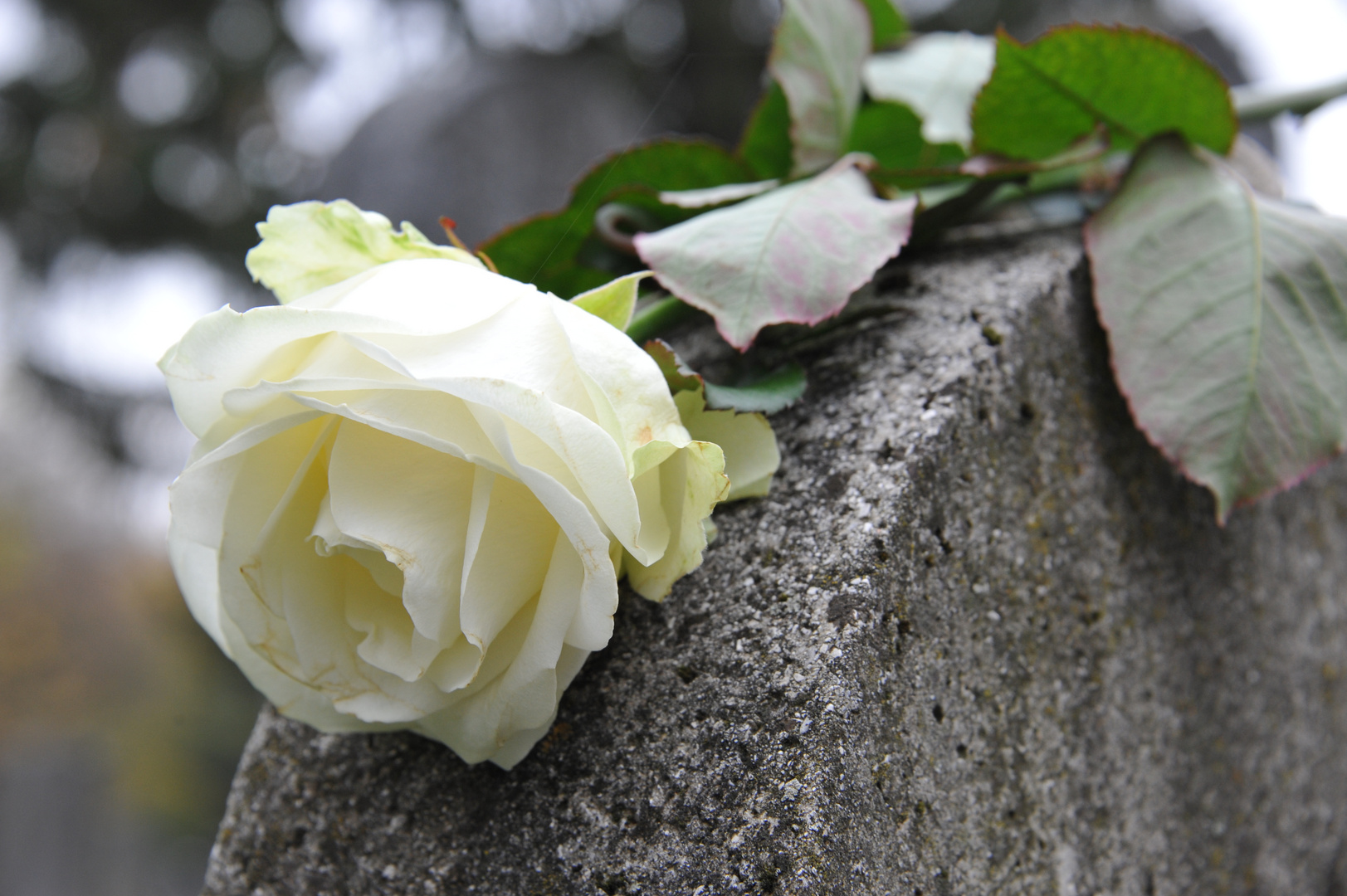 Rose auf einem Grabstein