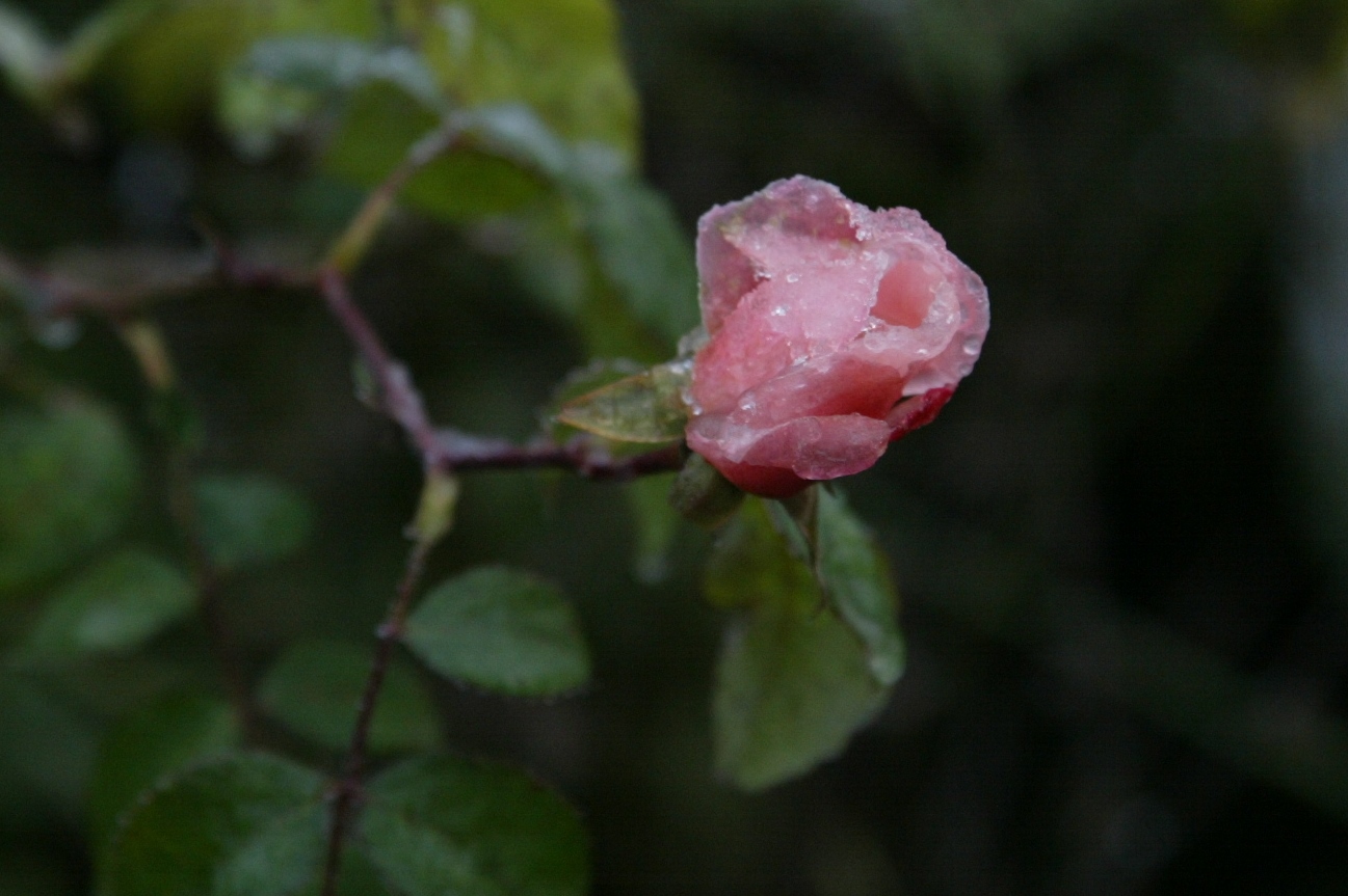 Rose auf Eis...