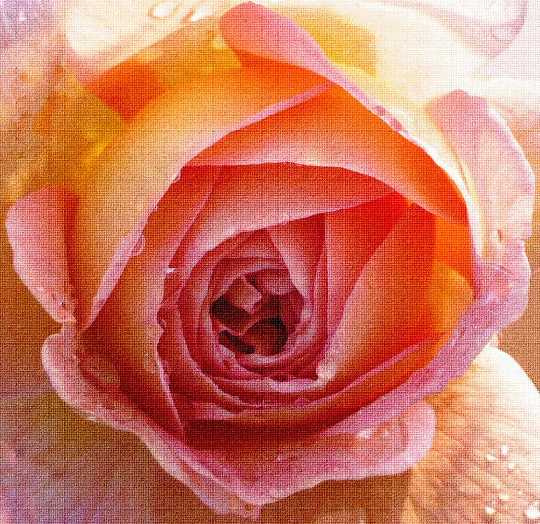 Rose auf Leinen