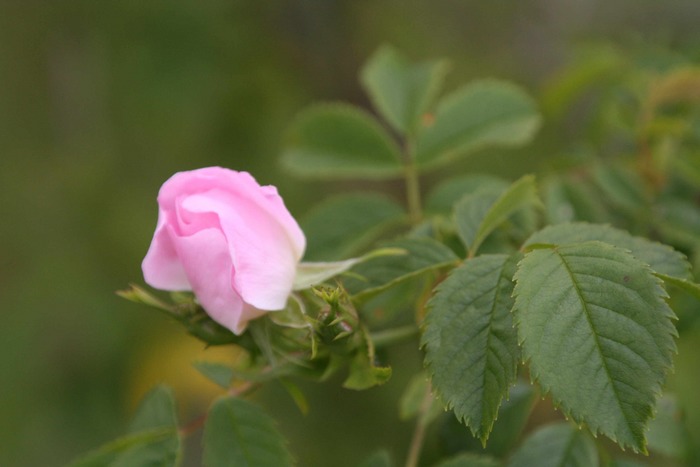 Rose auf Lichtung