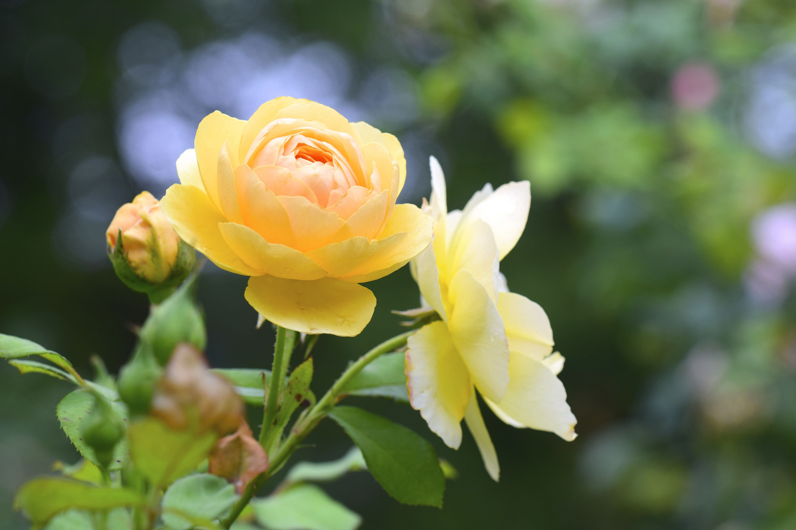 Rose auf Mainau 1