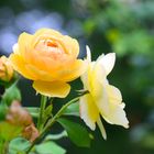 Rose auf Mainau 1