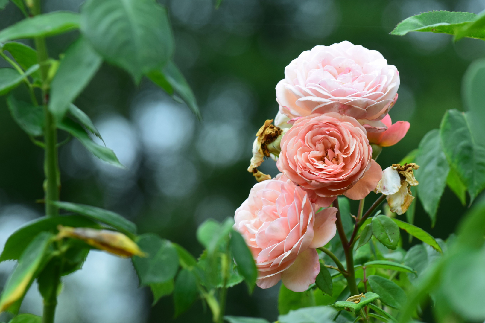 Rose auf Mainau 2