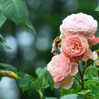 Rose auf Mainau 2