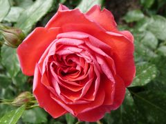 Rose auf Mainau