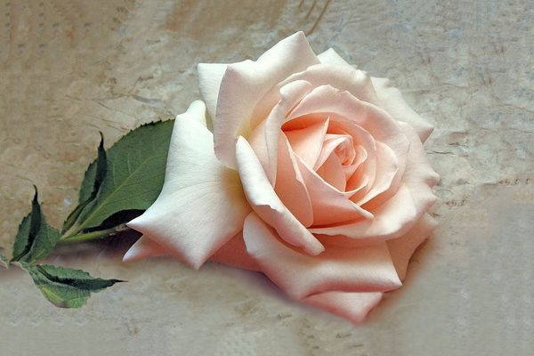 Rose auf meinem Fensterbank