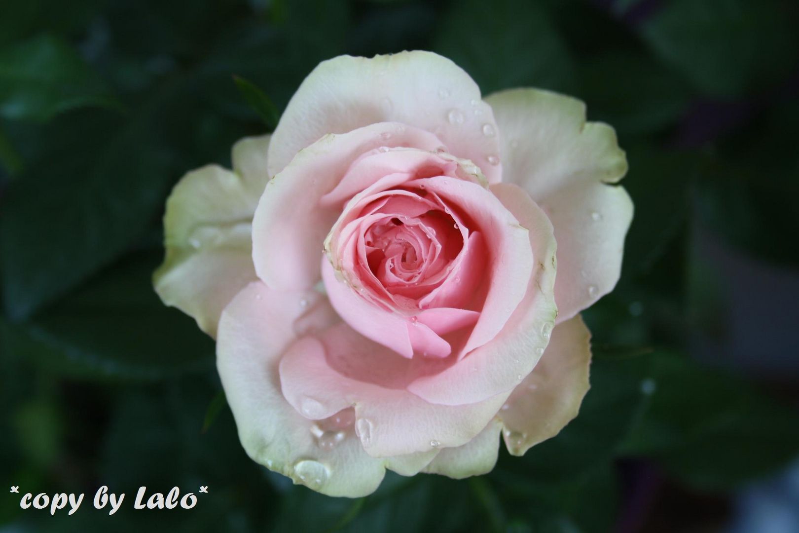 Rose auf Rügen