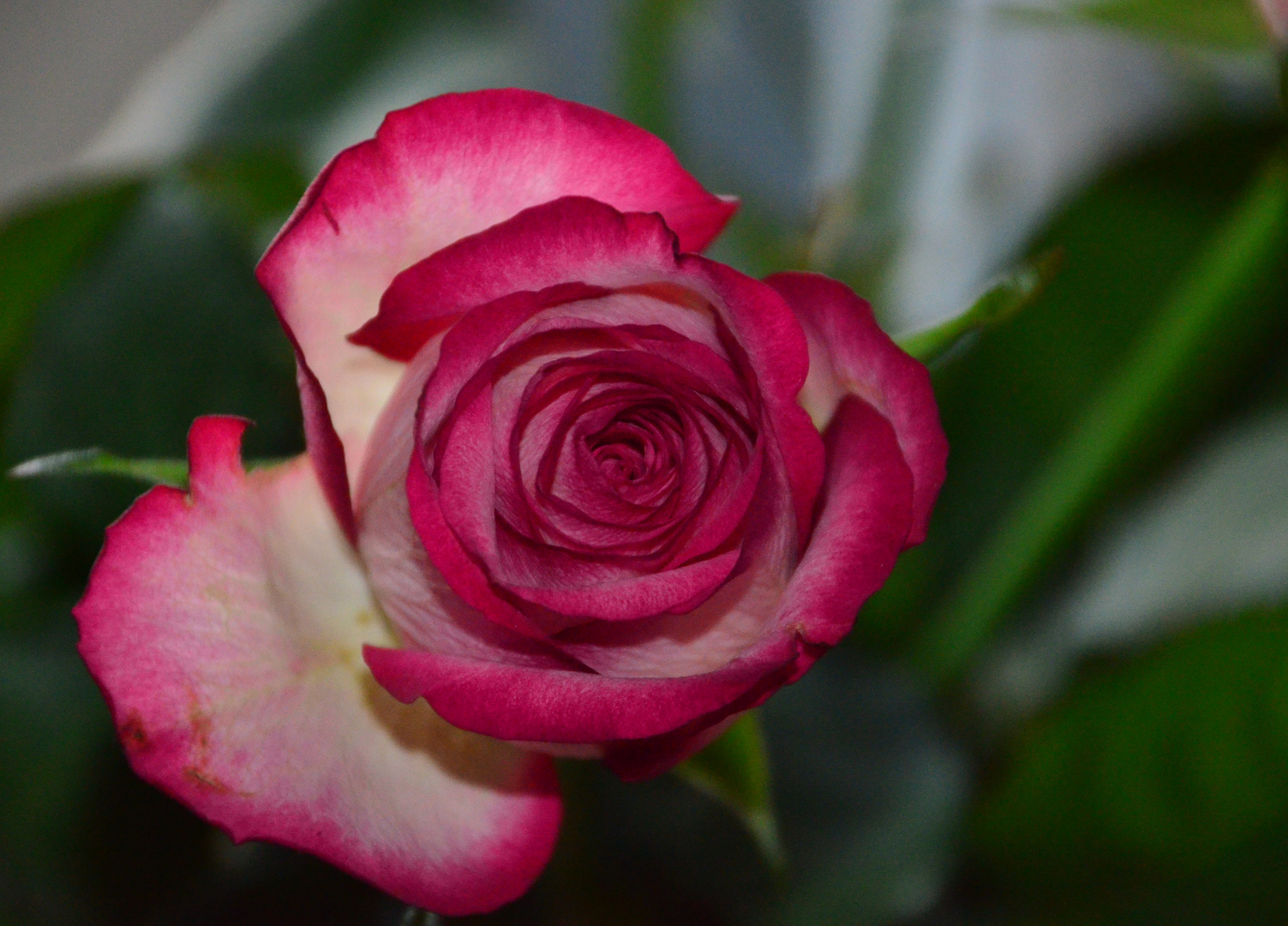 Rose auf Sylt