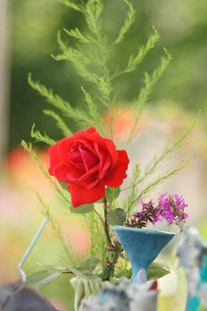 Rose auf Töpfermarkt in Waldburg