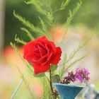 Rose auf Töpfermarkt in Waldburg