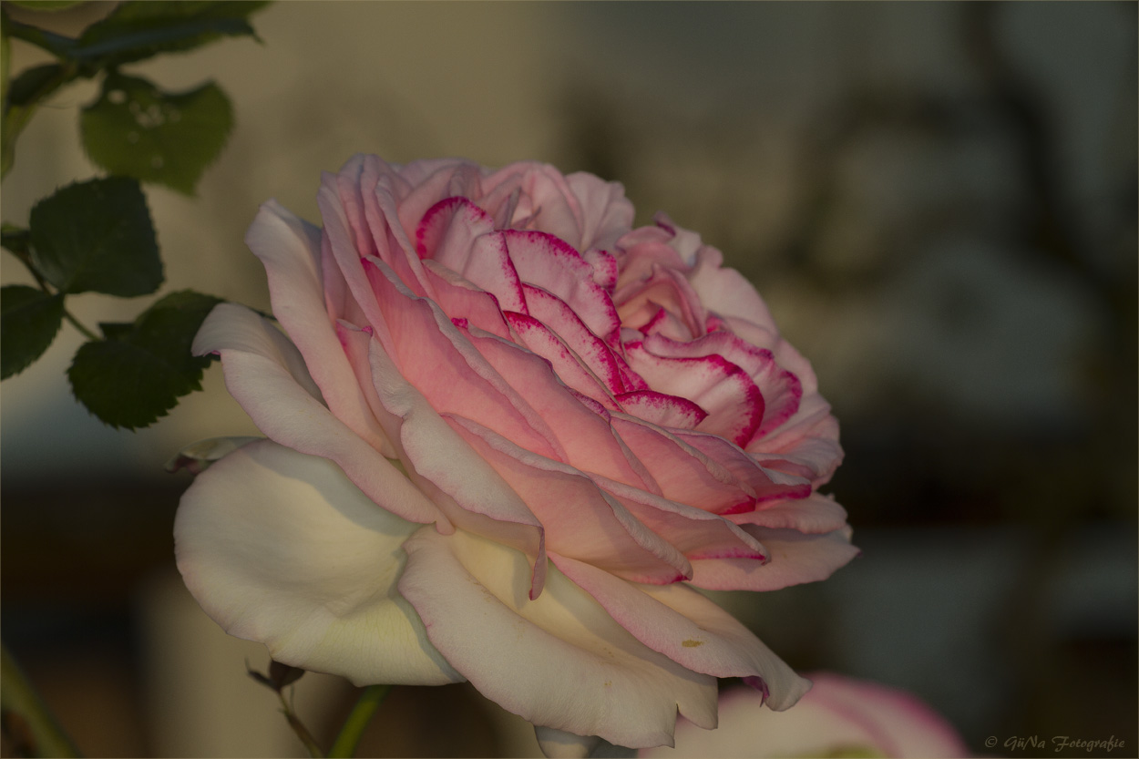 Rose " Augusta Luise "