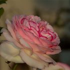 Rose " Augusta Luise "