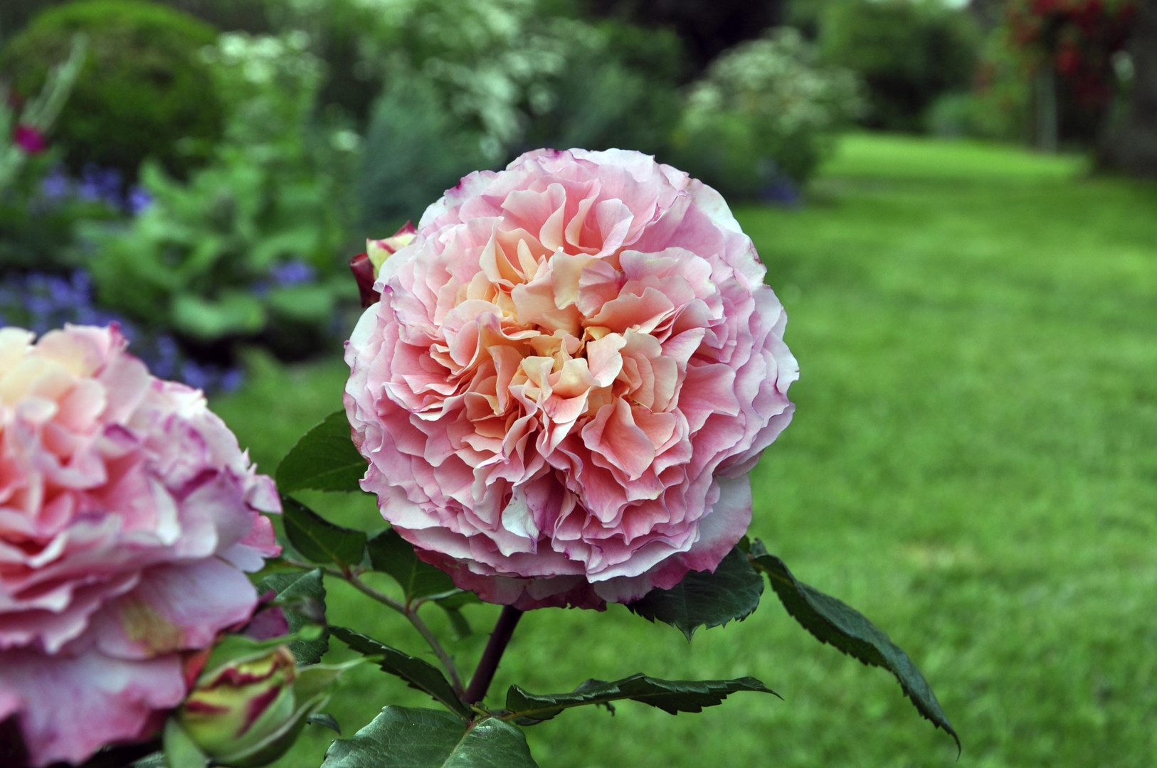 Rose Augusta Luise