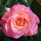 Rose "Augusta Luise"