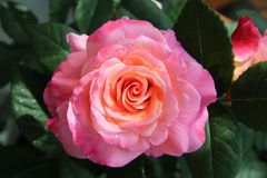 Rose "Augusta Luise"