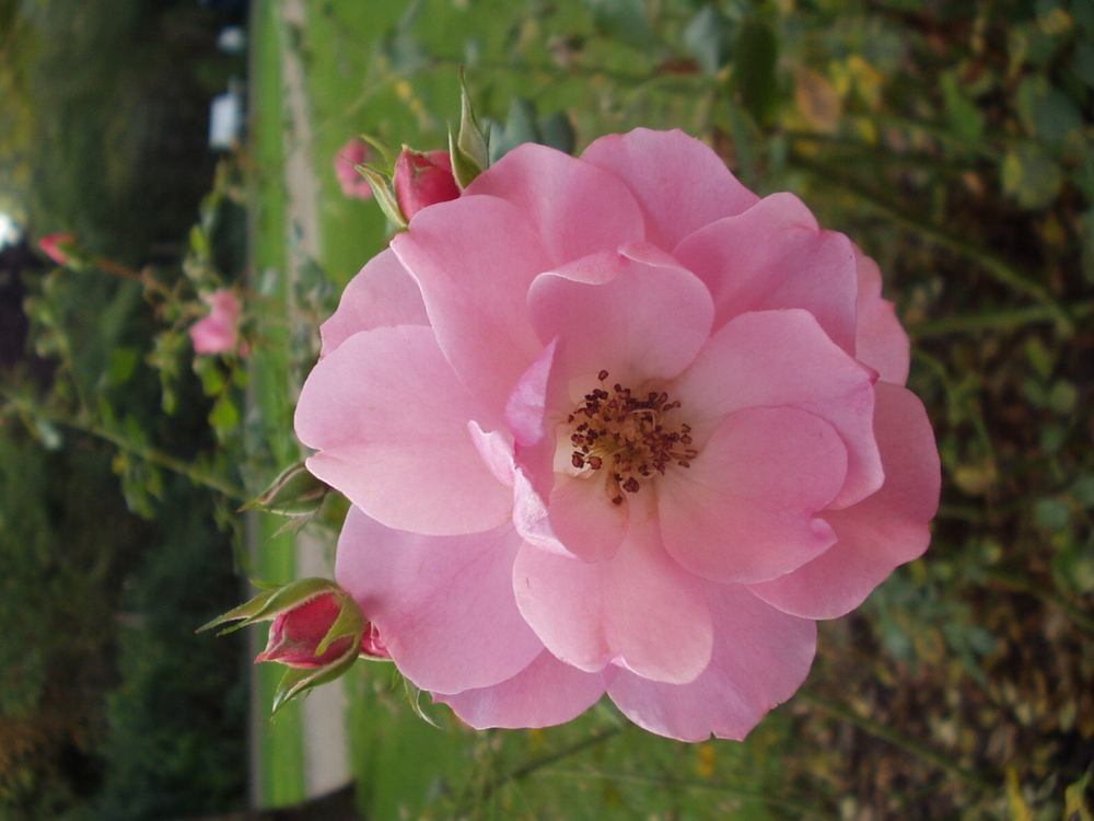 Rose aus Bad Dürkheim