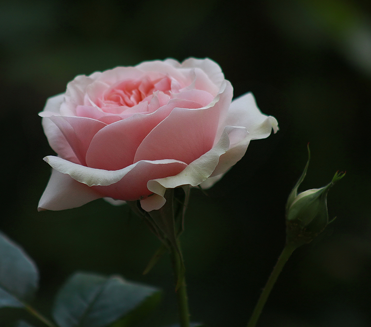 Rose aus dem Garten IX Foto & Bild | blumen , fotos, art ...