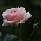 Rose aus dem Garten IX