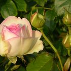 Rose aus dem Rosarium Bad Rothenfelde